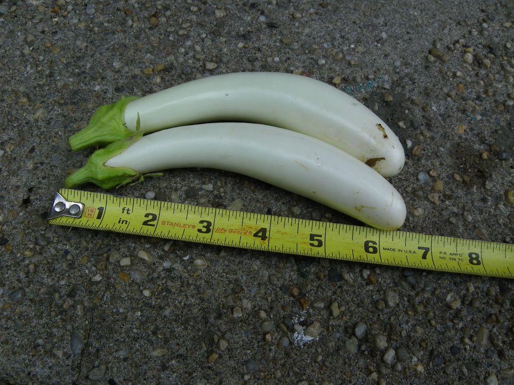 Photo of Eggplant (Solanum melongena 'Gretel') uploaded by Newyorkrita