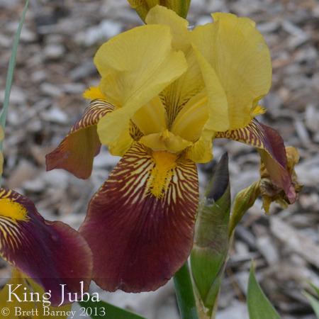 Photo of Tall Bearded Iris (Iris 'King Juba') uploaded by brettbarney73