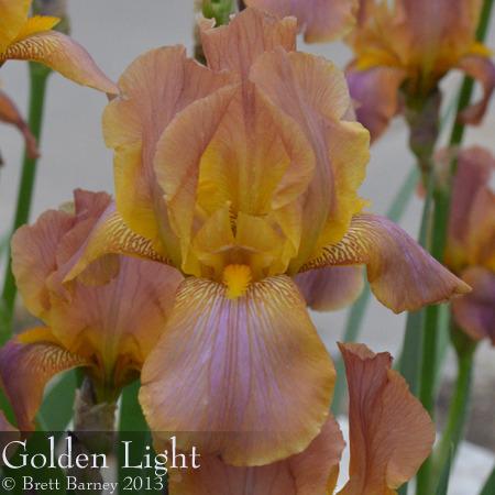 Photo of Tall Bearded Iris (Iris 'Golden Light') uploaded by brettbarney73