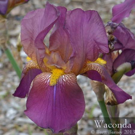 Photo of Tall Bearded Iris (Iris 'Waconda') uploaded by brettbarney73