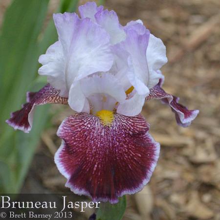 Photo of Tall Bearded Iris (Iris 'Bruneau Jasper') uploaded by brettbarney73