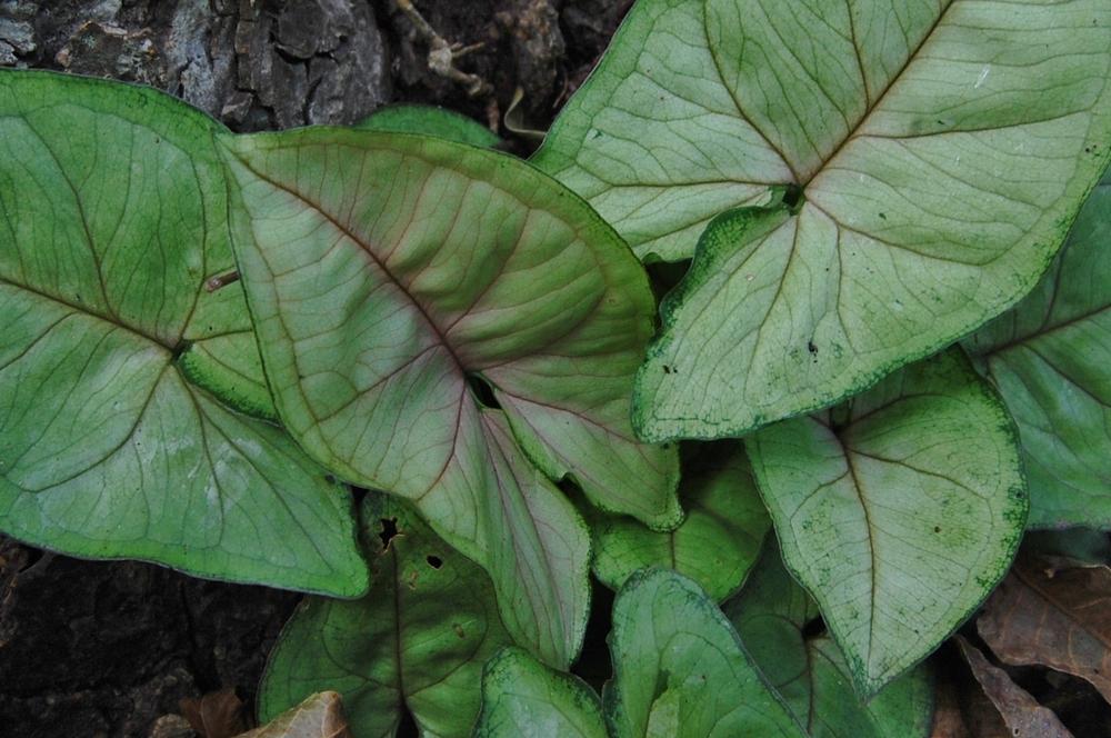 Photo of Arrowhead Plant (Syngonium podophyllum) uploaded by purpleinopp