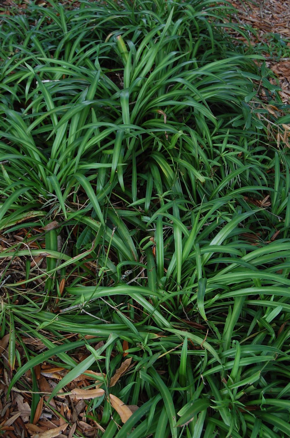 Photo of Spider Plant (Chlorophytum comosum) uploaded by purpleinopp