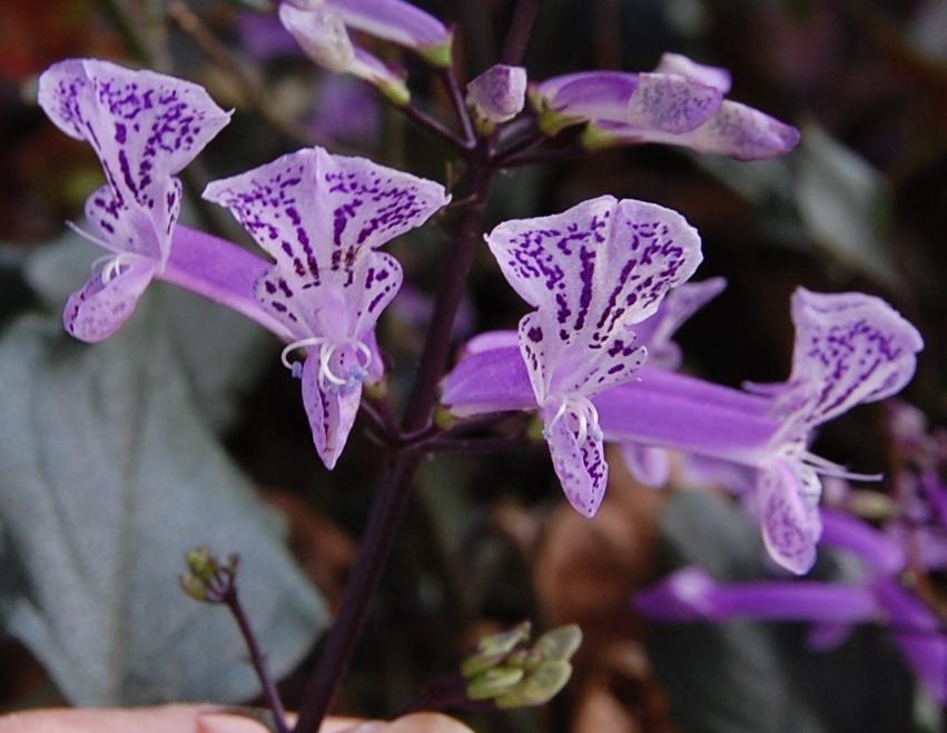 Photo of Spur Flower (Plectranthus Mona Lavender) uploaded by purpleinopp