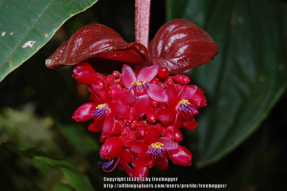 Photo of Crimson Medinilla (Medinilla miniata) uploaded by treehugger