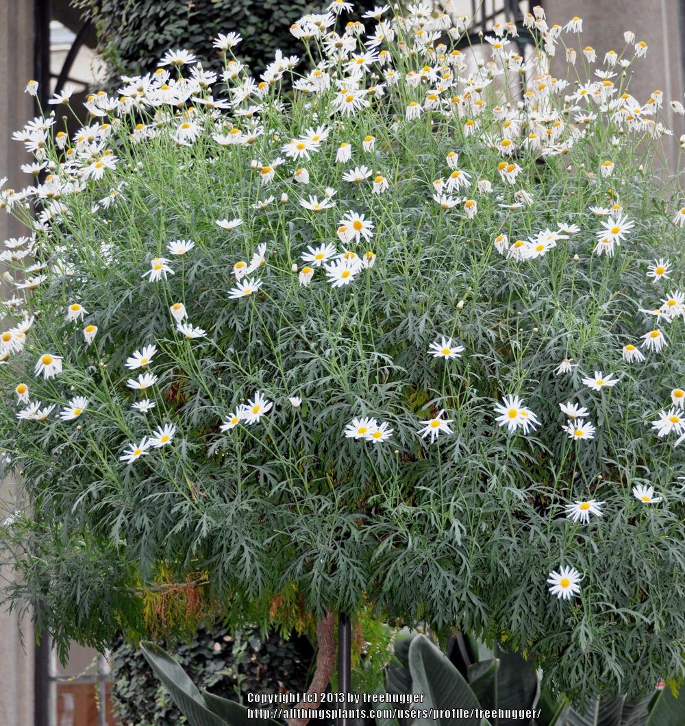 Photo of Marguerite Daisy (Argyranthemum frutescens) uploaded by treehugger