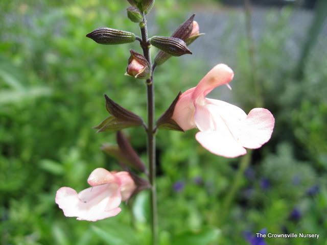 Photo of Salvia (Salvia x jamensis 'San Isidro Moon') uploaded by vic