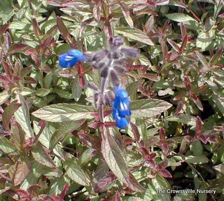 Photo of Sapphire Salvia (Salvia sinaloensis) uploaded by vic
