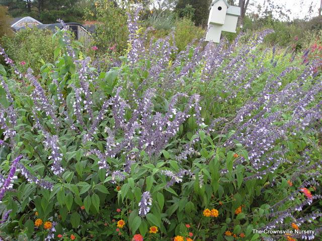 Photo of Sage (Salvia 'Phyllis Fancy') uploaded by vic