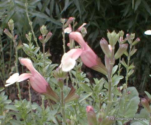 Photo of Autumn Sage (Salvia x jamensis 'Sierra San Antonio') uploaded by vic