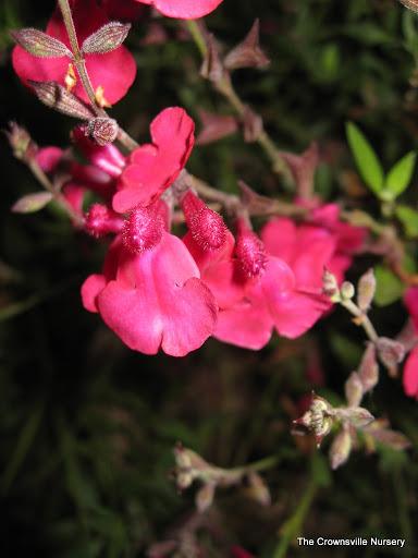 Photo of Autumn Sage (Salvia greggii 'Raspberry Royale') uploaded by vic