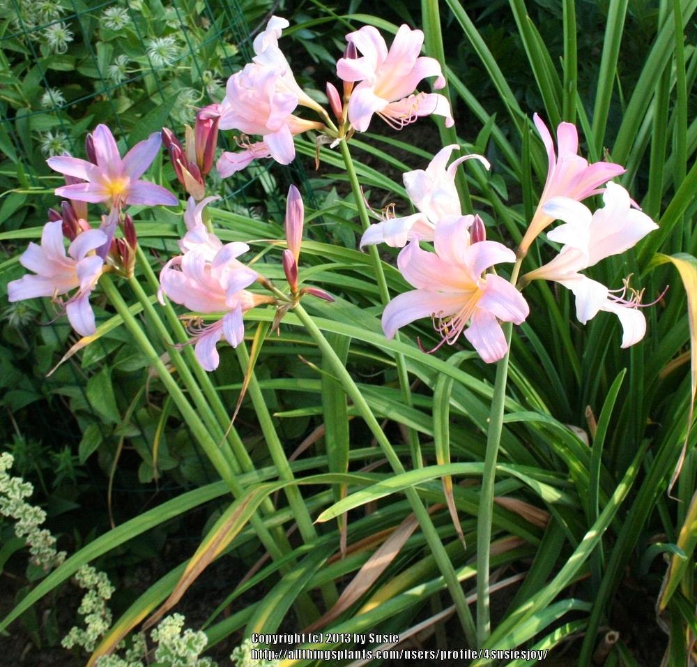 Photo of Surprise Lily (Lycoris squamigera) uploaded by 4susiesjoy