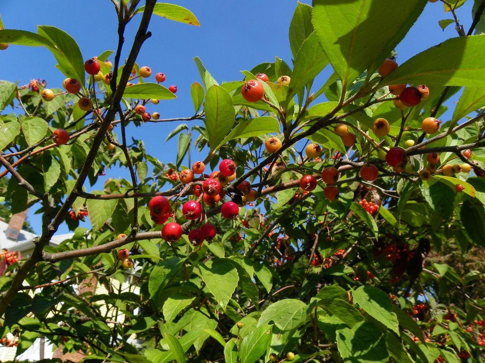 Photo of Red Chokeberry (Aronia arbutifolia 'Brilliantissima') uploaded by Newyorkrita