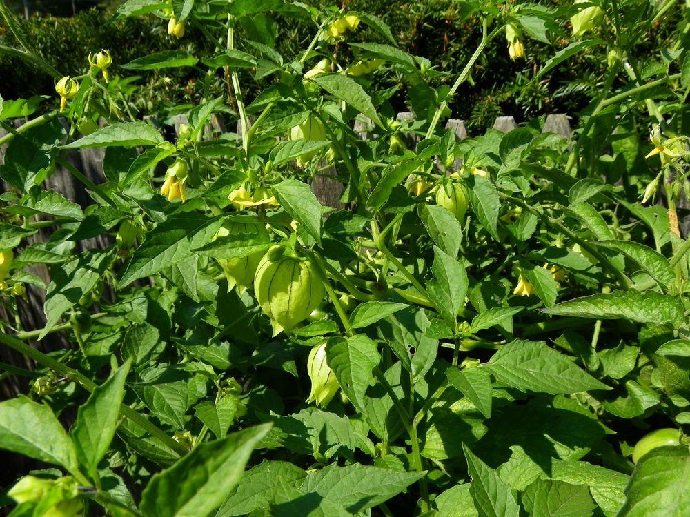 Photo of Husk Tomato (Physalis philadelphica subsp. ixocarpa 'Toma Verde') uploaded by Newyorkrita