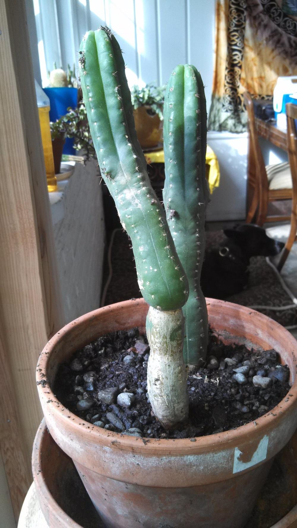 Photo of San Pedro Cactus (Trichocereus macrogonus var. pachanoi) uploaded by a2b1c3