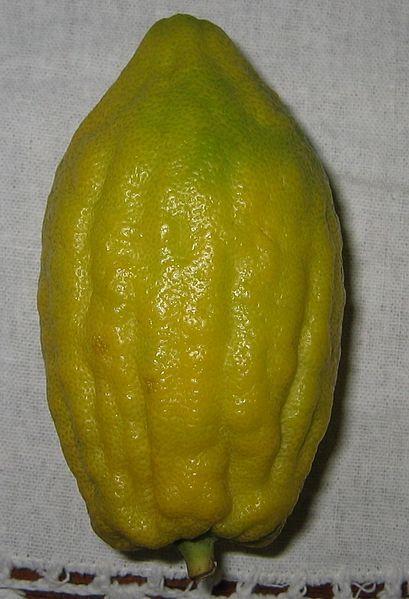 Photo of Citron (Citrus medica) uploaded by robertduval14