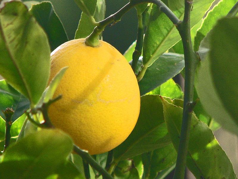 Photo of Meyer Lemon (Citrus x limon 'Meyer') uploaded by robertduval14