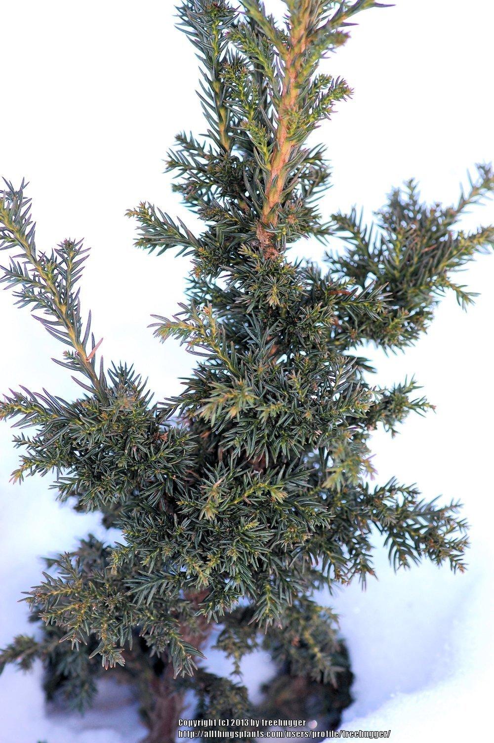Photo of Japanese Cedar (Cryptomeria japonica 'Jindai') uploaded by treehugger