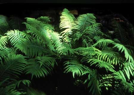 Photo of Ostrich Fern (Matteuccia struthiopteris 'The King') uploaded by vic