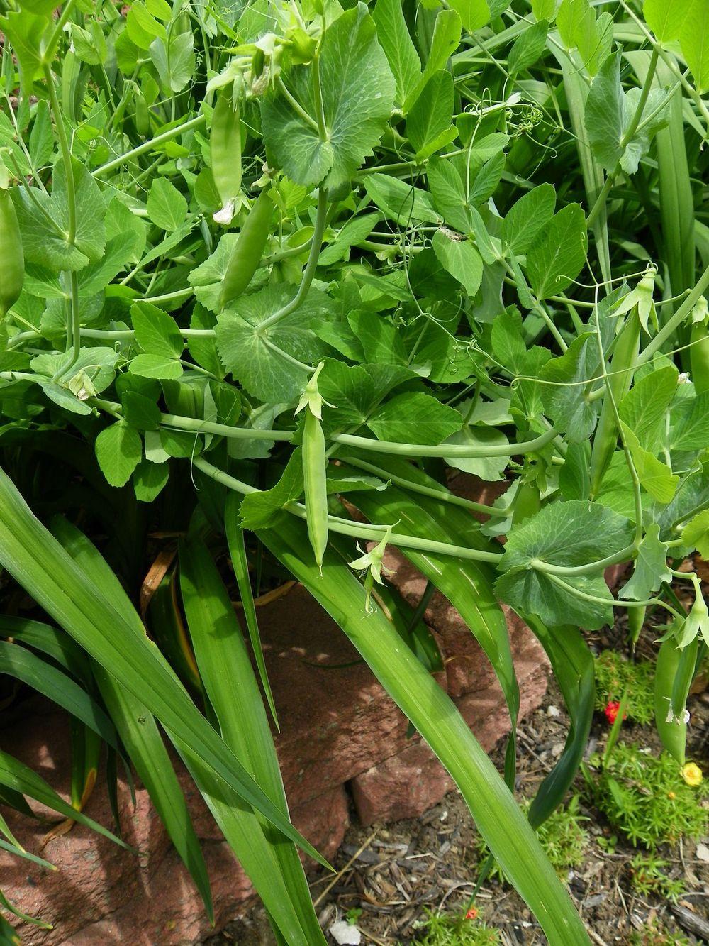 Photo of Snap Pea (Lathyrus oleraceus 'Super Sugar Snap') uploaded by Newyorkrita