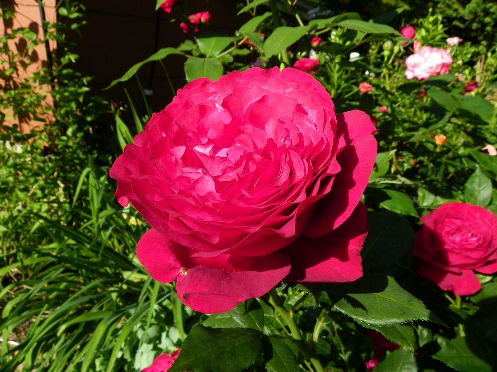 Photo of Rose (Rosa 'Janice Kellogg') uploaded by Newyorkrita