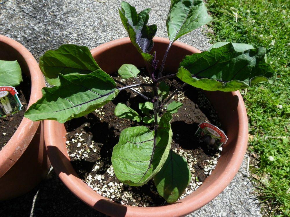 Photo of Eggplant (Solanum melongena 'Ichiban') uploaded by Newyorkrita