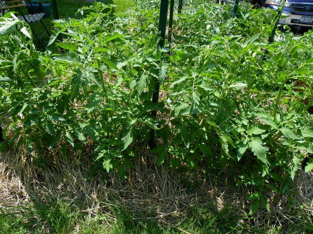 Photo of Tomato (Solanum lycopersicum 'Burpee's Big Boy®') uploaded by Newyorkrita