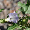 Some Datura are very common where I live but I have only seen Dat