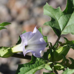 Location: Elephant Butte, NM
Date: 9/22/2013
Some Datura are very common where I live but I have only seen Dat