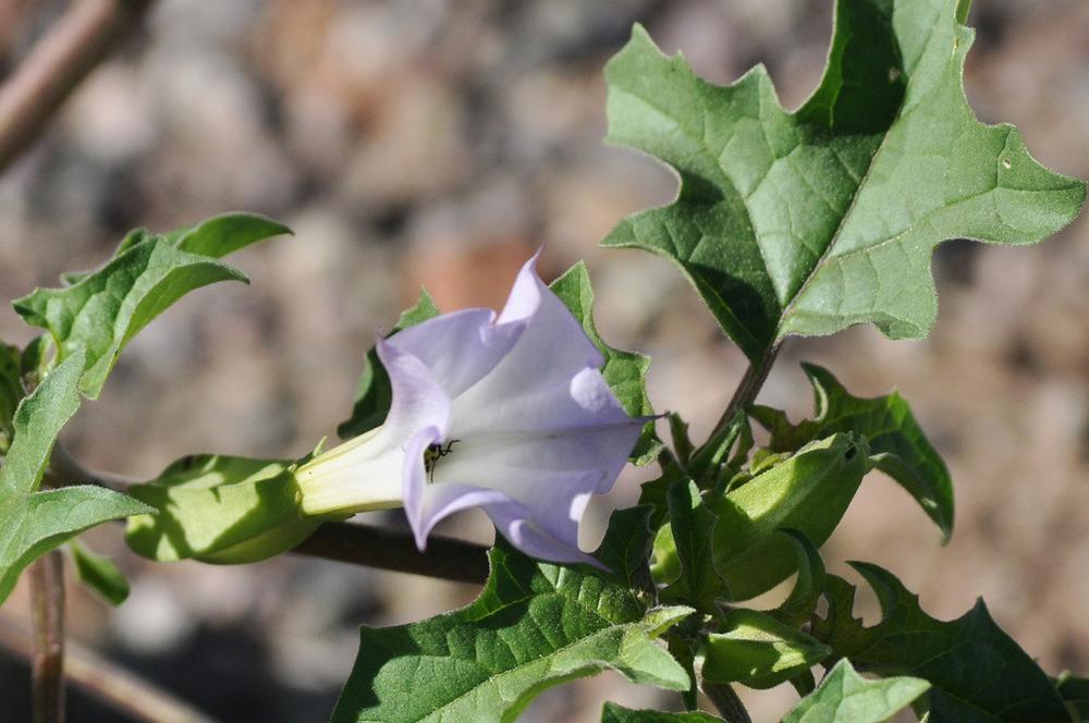 Photo of Chinese thorn-apple (Datura quercifolia) uploaded by angele