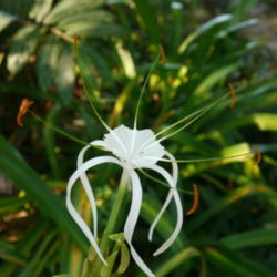 Location: my garden, Sarasota FL
Date: 2013-09-21
Pretty and has a nice fragrance. Very short bloom cycle, though.