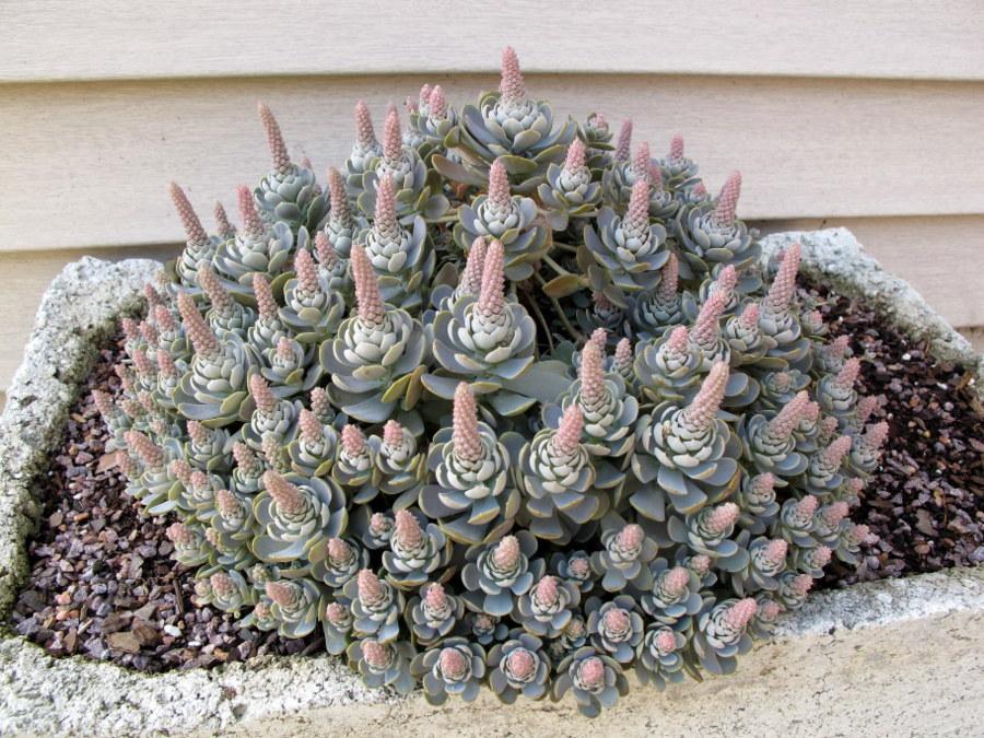 Photo of Dunce's Cap (Orostachys iwarenge) uploaded by goldfinch4