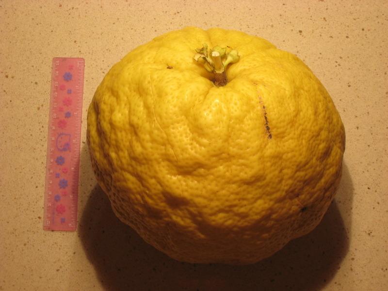 Photo of Ponderosa Lemon (Citrus x limon 'Ponderosa') uploaded by robertduval14
