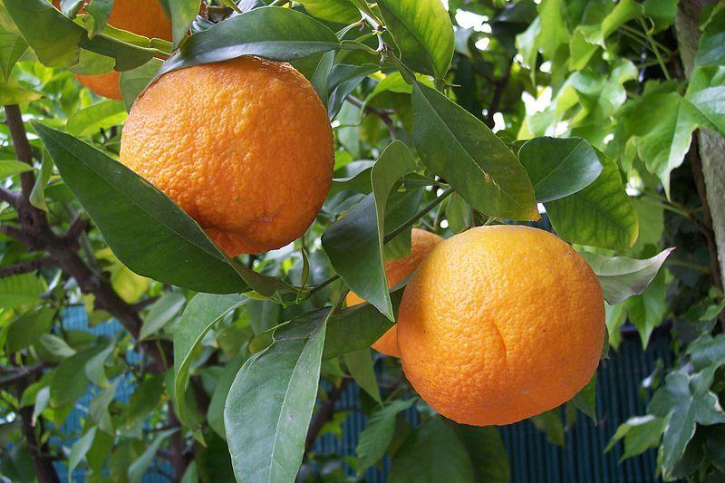 Photo of Grapefruit (Citrus x aurantium) uploaded by robertduval14
