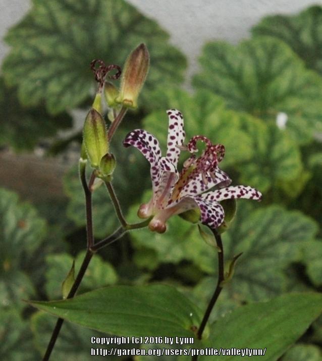 Photo of Empress Toad Lily (Tricyrtis 'Empress') uploaded by valleylynn