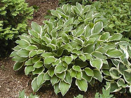 Photo of Hosta 'So Sweet' uploaded by vic