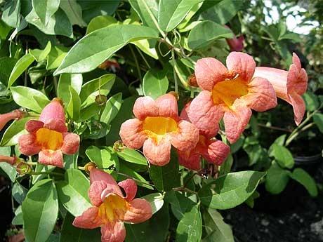 Photo of Crossvine (Bignonia capreolata 'Tangerine Beauty') uploaded by vic
