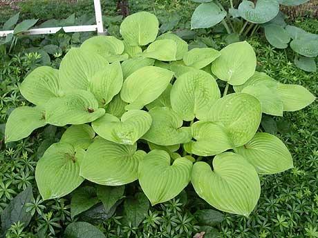 Photo of Hosta 'August Moon' uploaded by vic