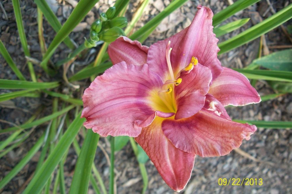 Photo of Daylily (Hemerocallis 'Rosy Returns') uploaded by Hazelcrestmikeb