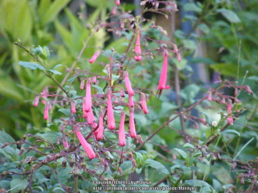 Photo of Cape Fuchsia (Phygelius Cherry Ripe) uploaded by Marilyn
