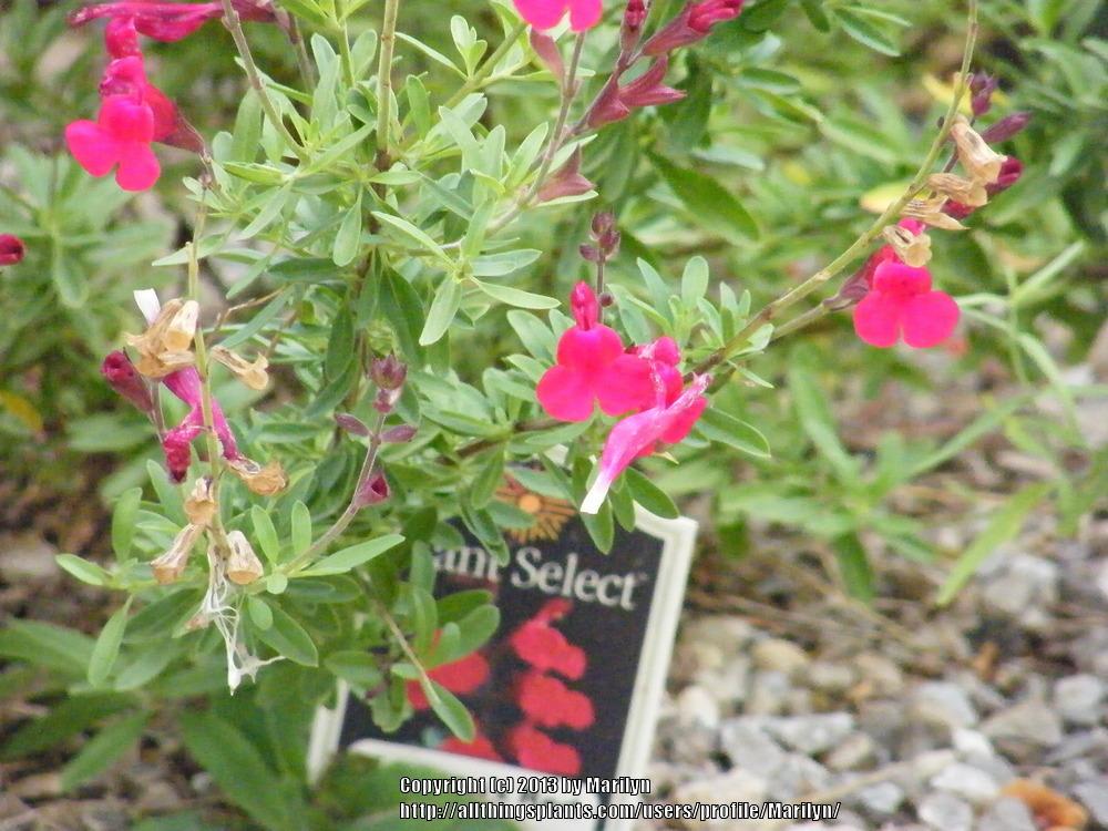 Photo of Autumn Sage (Salvia greggii 'Furman's Red') uploaded by Marilyn