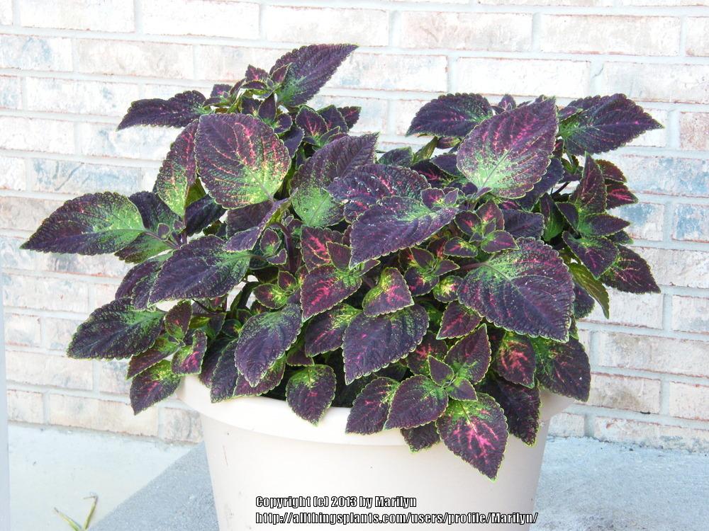Photo of Coleus (Coleus scutellarioides 'Tapestry') uploaded by Marilyn