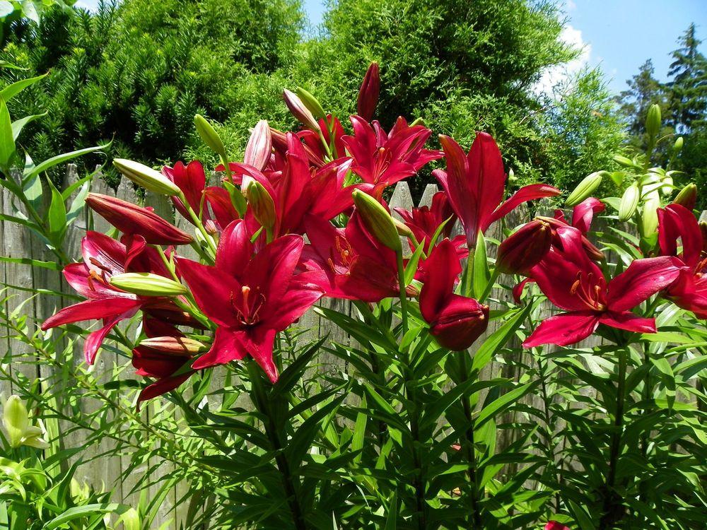 Photo of Lily (Lilium 'Red Alert') uploaded by Newyorkrita