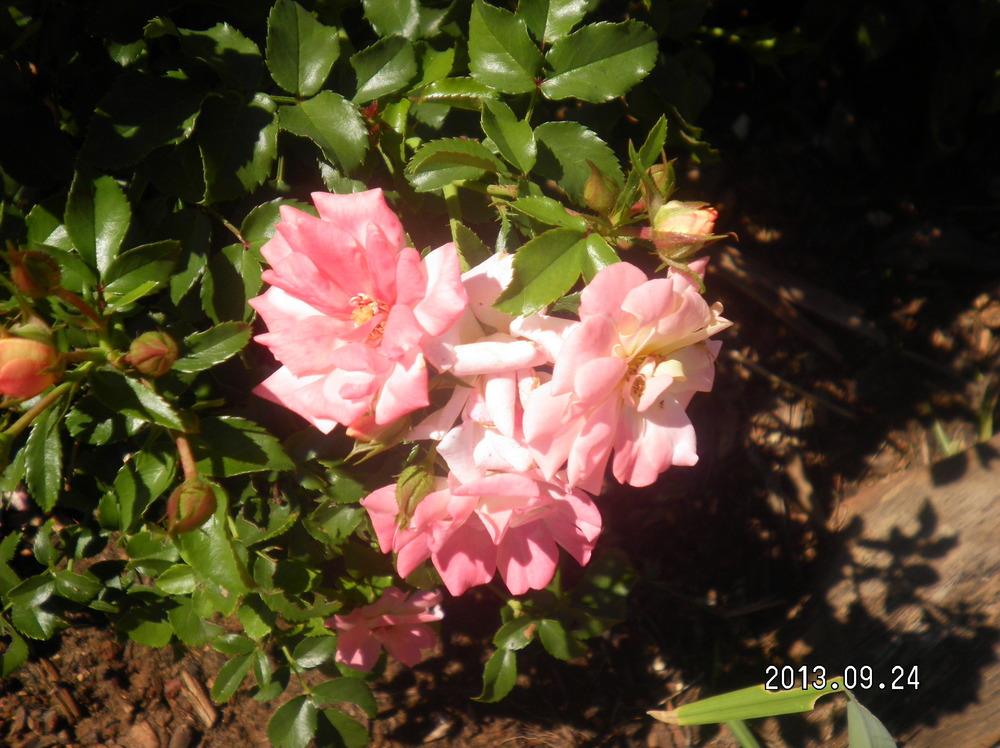 Photo of Floribunda Rose (Rosa 'Cinco de Mayo') uploaded by abigail