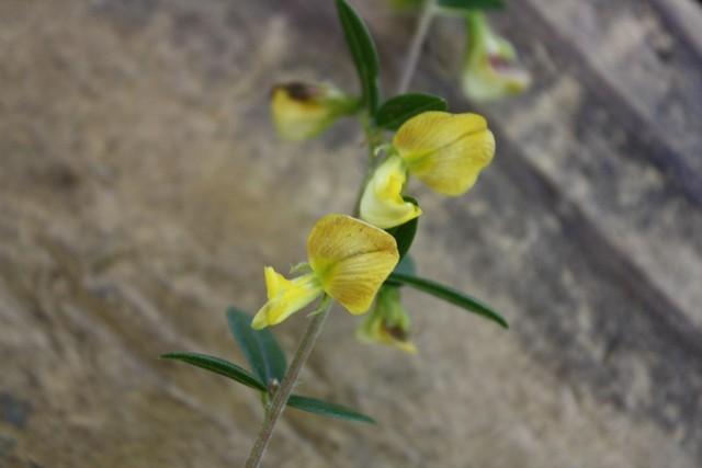 Photo of Low rattlebox (Crotalaria pumila) uploaded by gingin