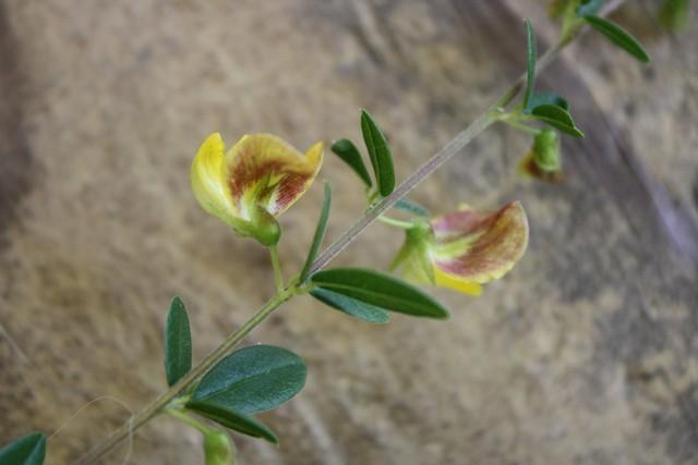 Photo of Low rattlebox (Crotalaria pumila) uploaded by gingin