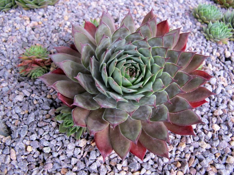 Photo of Hen and Chicks (Sempervivum 'Eminent') uploaded by goldfinch4