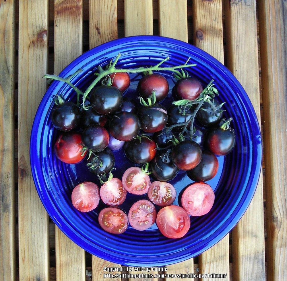 Photo of Tomato (Solanum lycopersicum 'Indigo Rose') uploaded by pardalinum