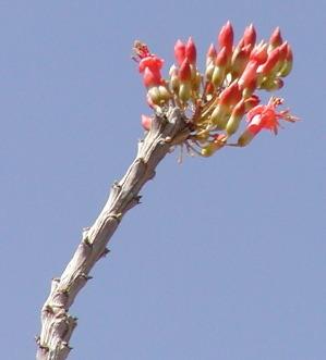 Photo of Ocotillo (Fouquieria splendens) uploaded by robertduval14