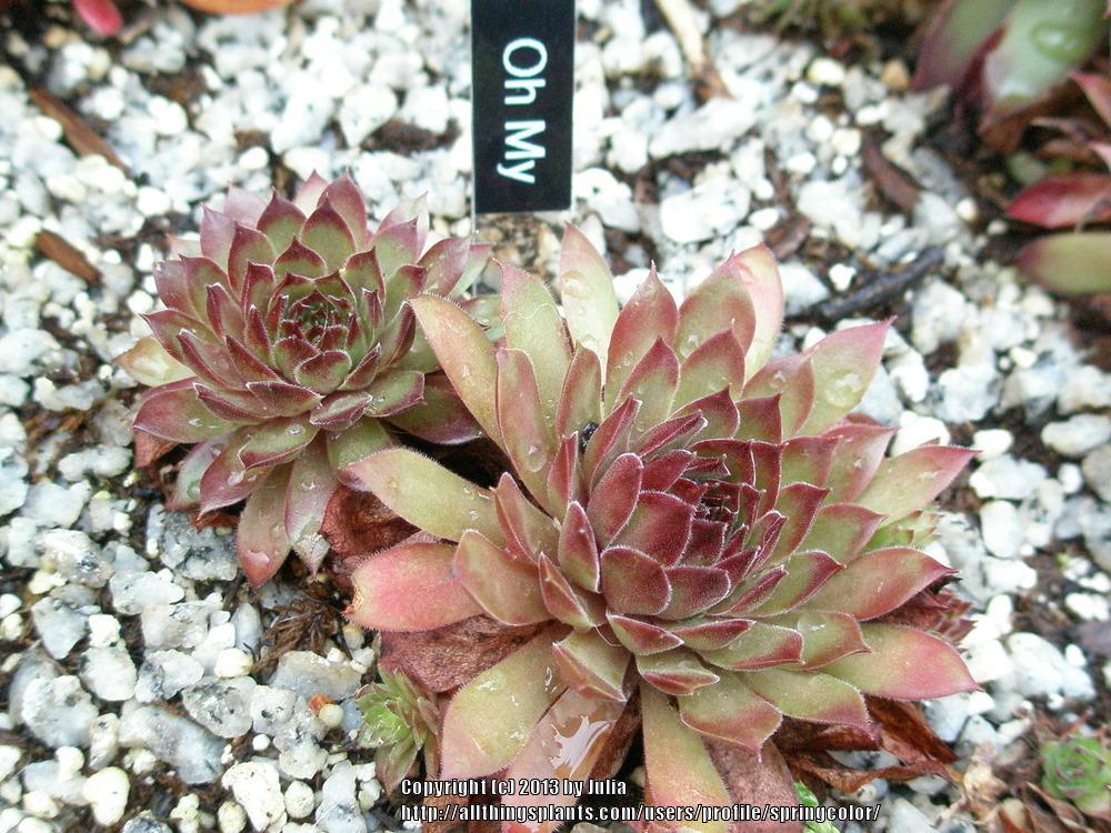 Photo of Hen and Chicks (Sempervivum 'Oh My') uploaded by springcolor